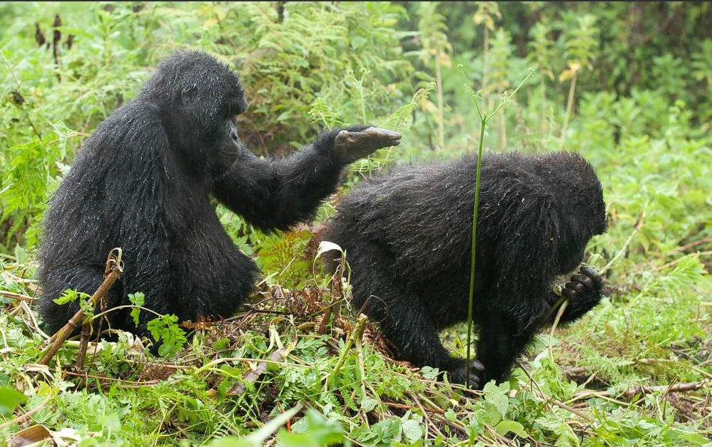 Volcanoes National Park - Gorilla Trek